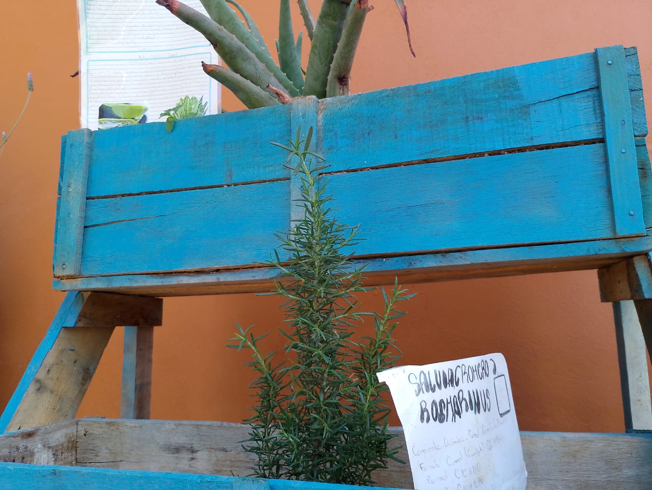 Jardineras elaboradas por 1er grado